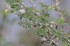 Mimosa asperata