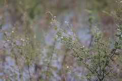 Mimosa asperata