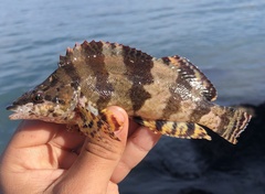 Oxylebius pictus
