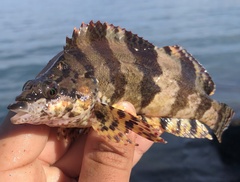 Oxylebius pictus