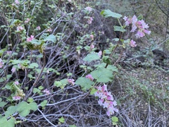 Ribes malvaceum