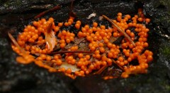 Hemitrichia