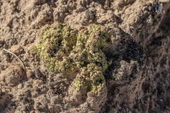 Acarospora schleicheri