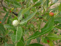 Rabdophaga strobiloides