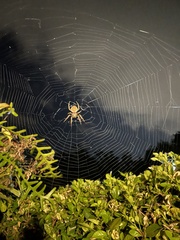 Eriophora