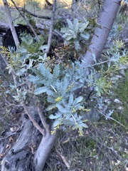 Acacia baileyana