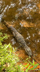 Caiman latirostris