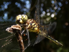 Dythemis nigra