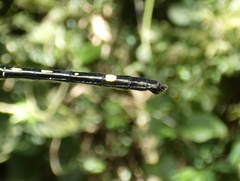 Dythemis nigra