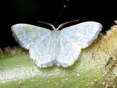 Chloropteryx opalaria