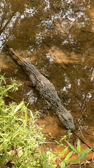 Caiman latirostris