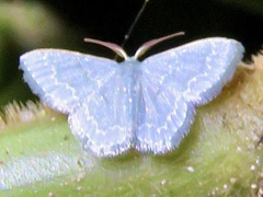 Chloropteryx opalaria