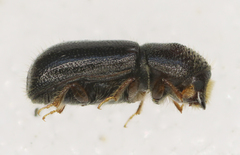 Taphrorychus bicolor