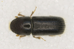 Taphrorychus bicolor