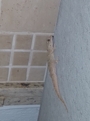 Tarentola angustimentalis