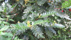 Weinmannia trichosperma