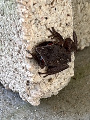 Eleutherodactylus antillensis