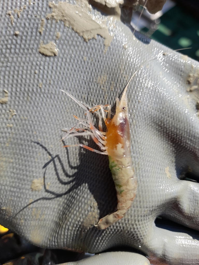 Green Shrimp