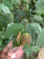 Hymenaea courbaril