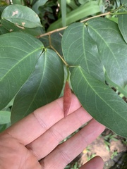 Hymenaea courbaril