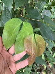 Hymenaea courbaril