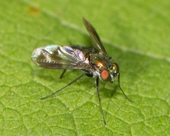 Condylostylus patibulatus