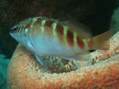 Hypoplectrodes maccullochi