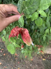 Justicia brandegeeana