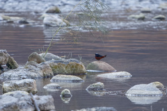 Phoenicurus leucocephalus