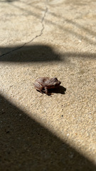 Eleutherodactylus antillensis