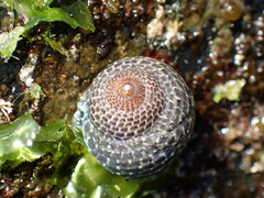 Chlorodiloma adelaidae