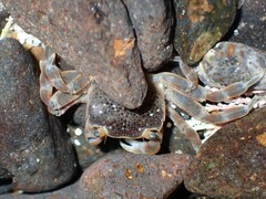 Paragrapsus quadridentatus