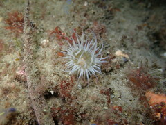Anthothoe albocincta