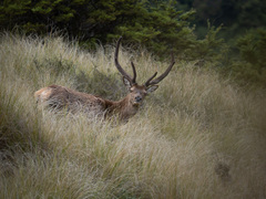 Cervus elaphus elaphus