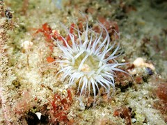 Anthothoe albocincta