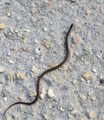 Tantilla melanocephala