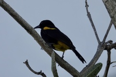 Icterus portoricensis
