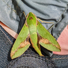 Xylophanes chiron