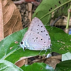 Pseudolycaena marsyas