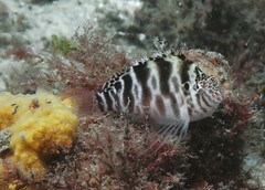 Cirrhitichthys aprinus