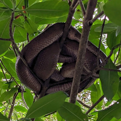 Corallus ruschenbergerii