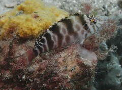 Cirrhitichthys aprinus