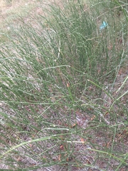 Ephedra tweedieana