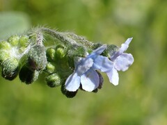 Cynoglossum