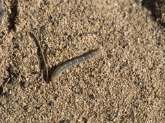 Scythris