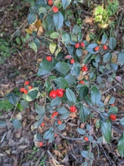 Cotoneaster