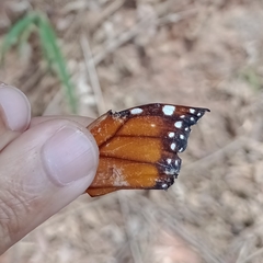 Danaus