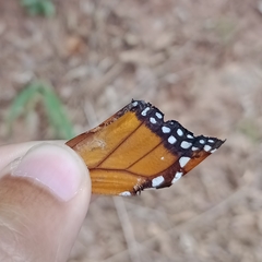 Danaus