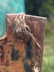 Hortophora