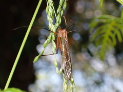 Mecoptera